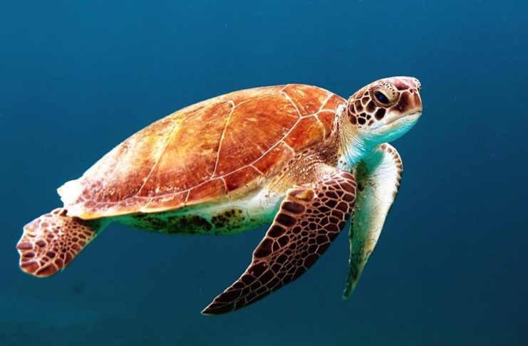 Android L Will Keep Your Secrets Safer