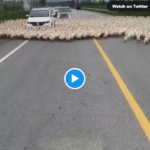 These Ducks have gone crazy