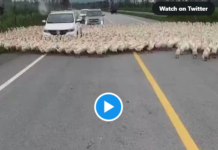 These Ducks have gone crazy