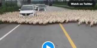 These Ducks have gone crazy