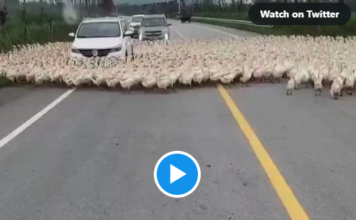 These Ducks have gone crazy