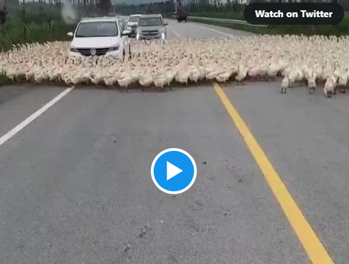 These Ducks have gone crazy