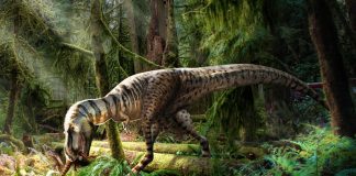 Discovering a Dinosaur’s Last Meal: A Glimpse into Prehistoric Diets