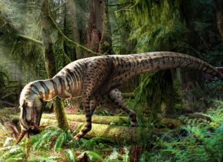 Discovering a Dinosaur’s Last Meal: A Glimpse into Prehistoric Diets