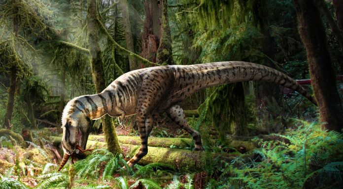 Discovering a Dinosaur’s Last Meal: A Glimpse into Prehistoric Diets